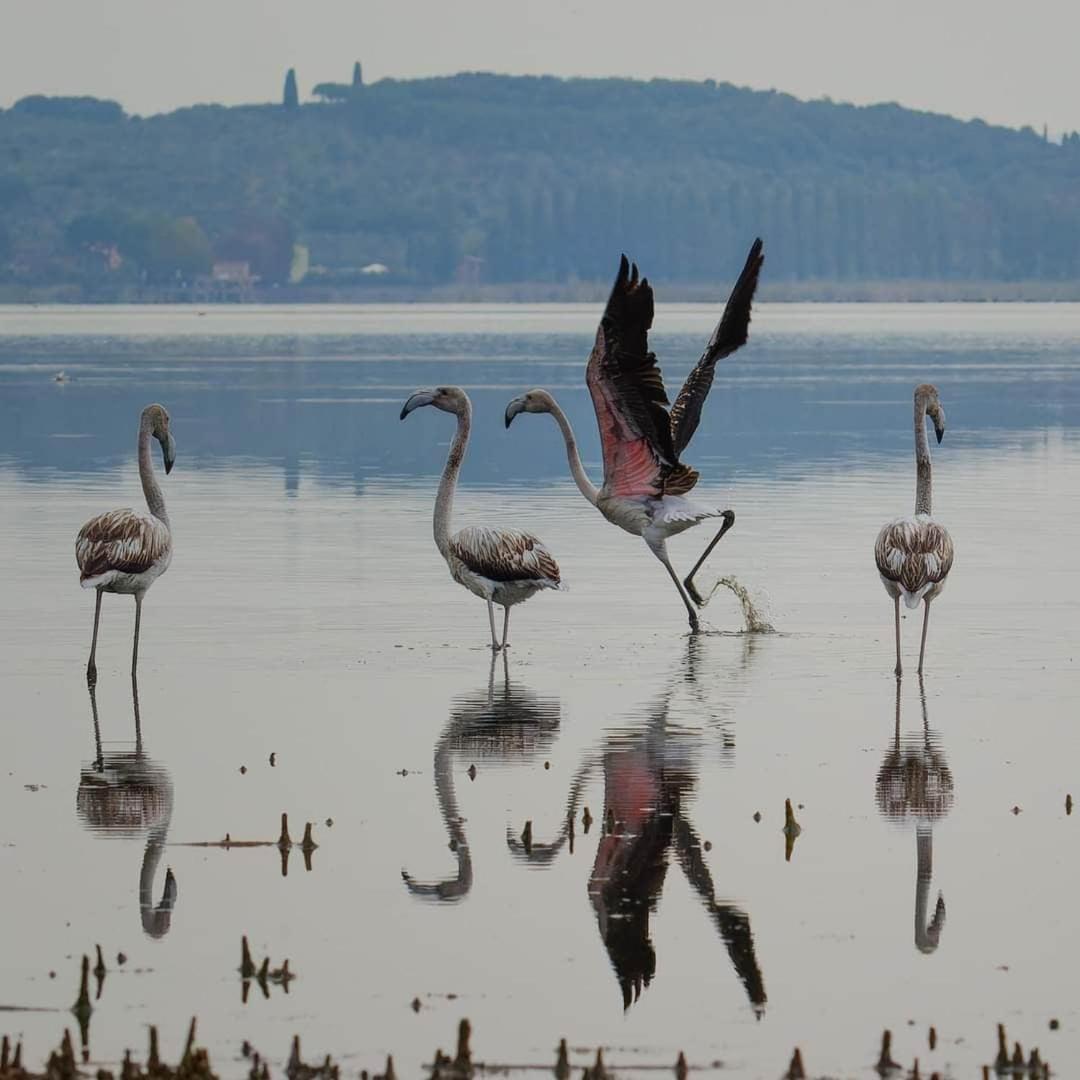 Chalet Sul Trasimeno SantʼArcangelo Buitenkant foto